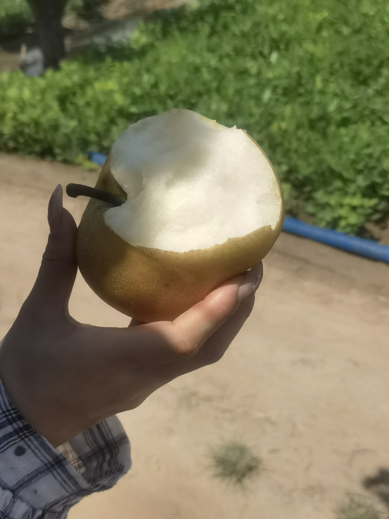 我要卖新玉蜜梨