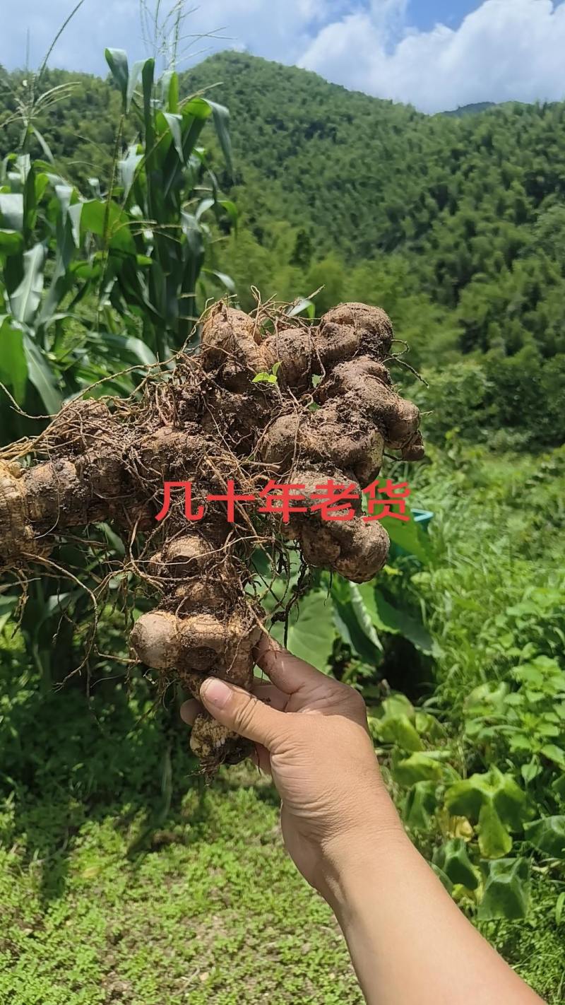 纯野生黄精