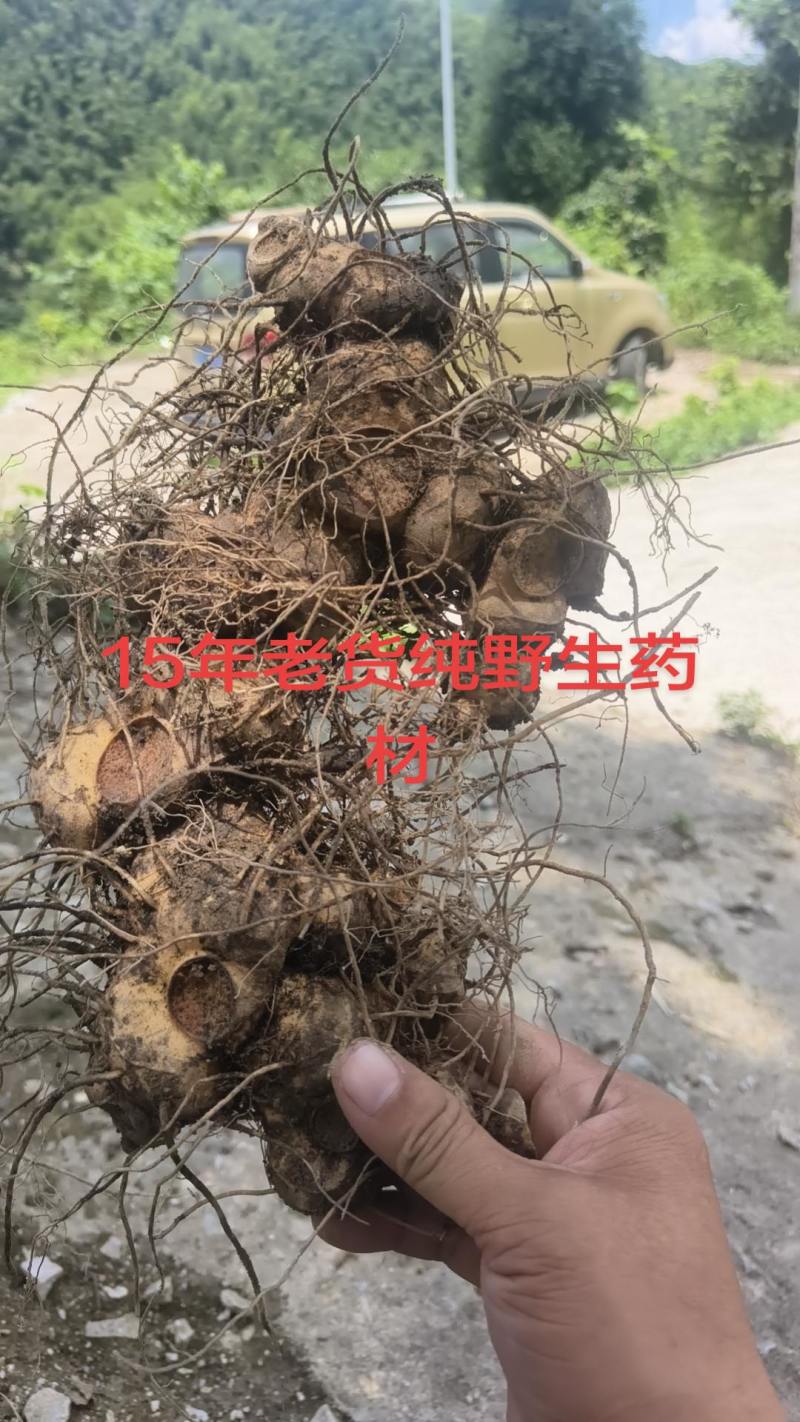 纯野生黄精