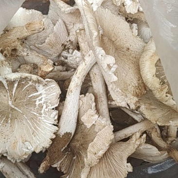 正宗野山鸡枞