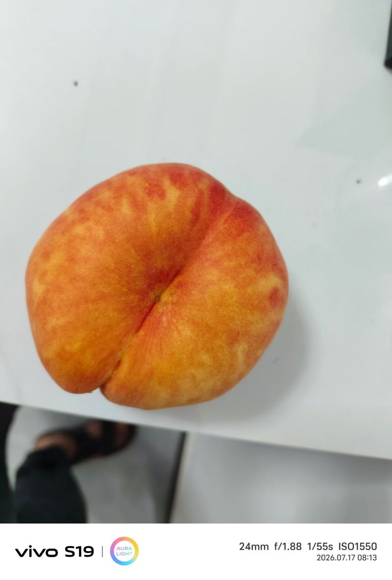 4两起步毛蟠桃，彩虹毛蟠均有，规格不同价格不同