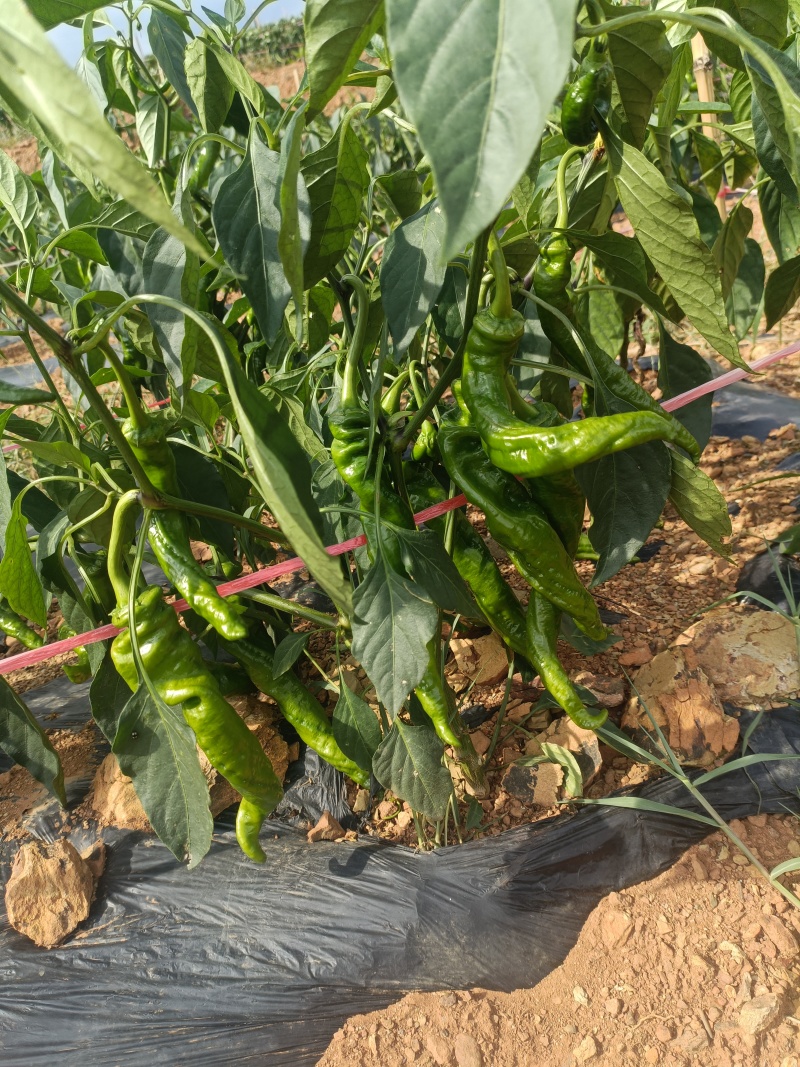 螺丝椒鸡长椒货源充足