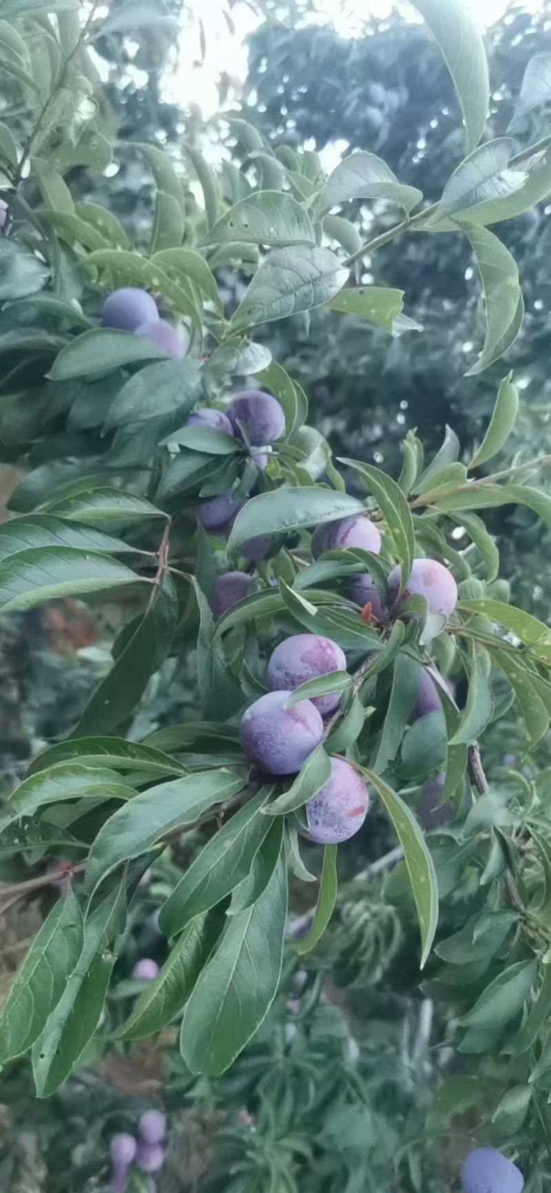 脆红李子