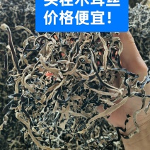 木耳丝头茬木耳丝