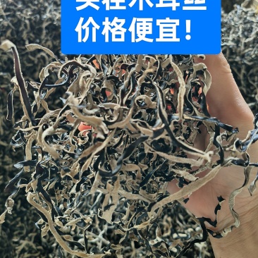 木耳丝头茬木耳丝