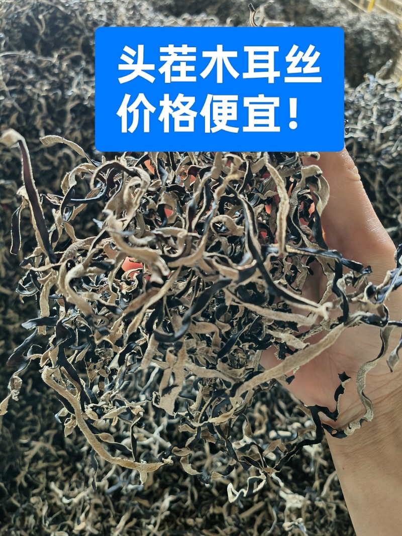 木耳丝头茬木耳丝