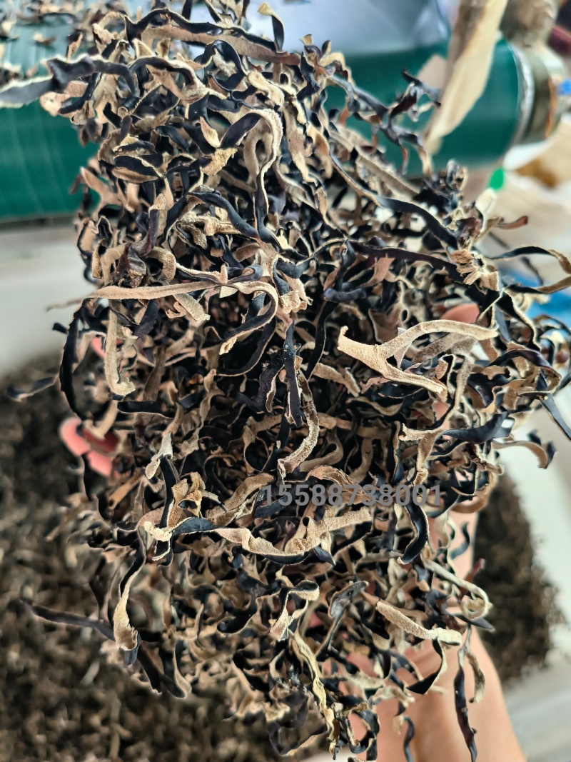 木耳丝头茬木耳丝