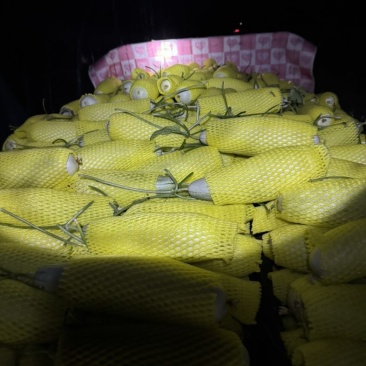 滑县博洋6号甜瓜商超直供货源整车批发规格大小都有按你标准