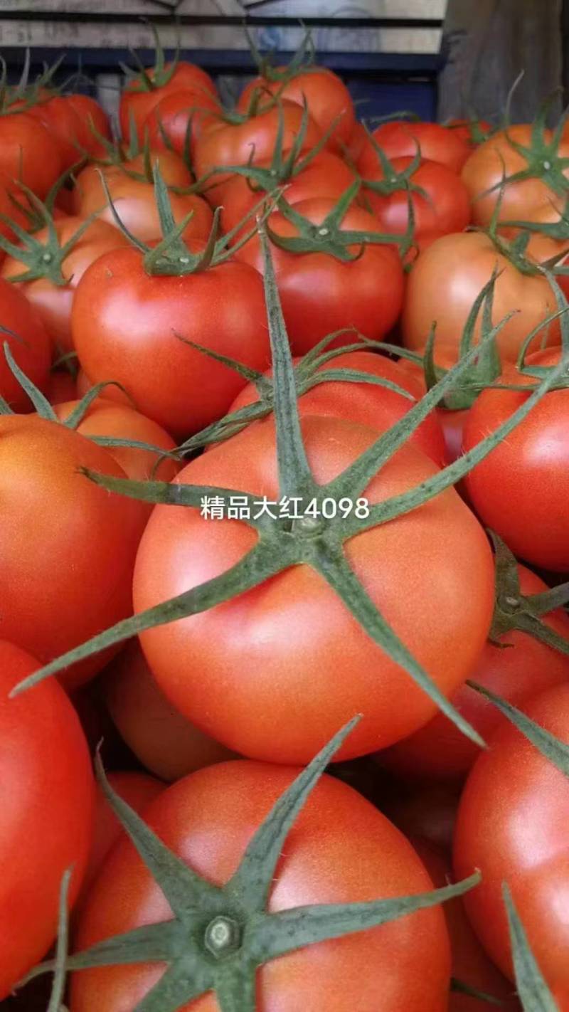 硬粉西红柿大红番茄大量上市
