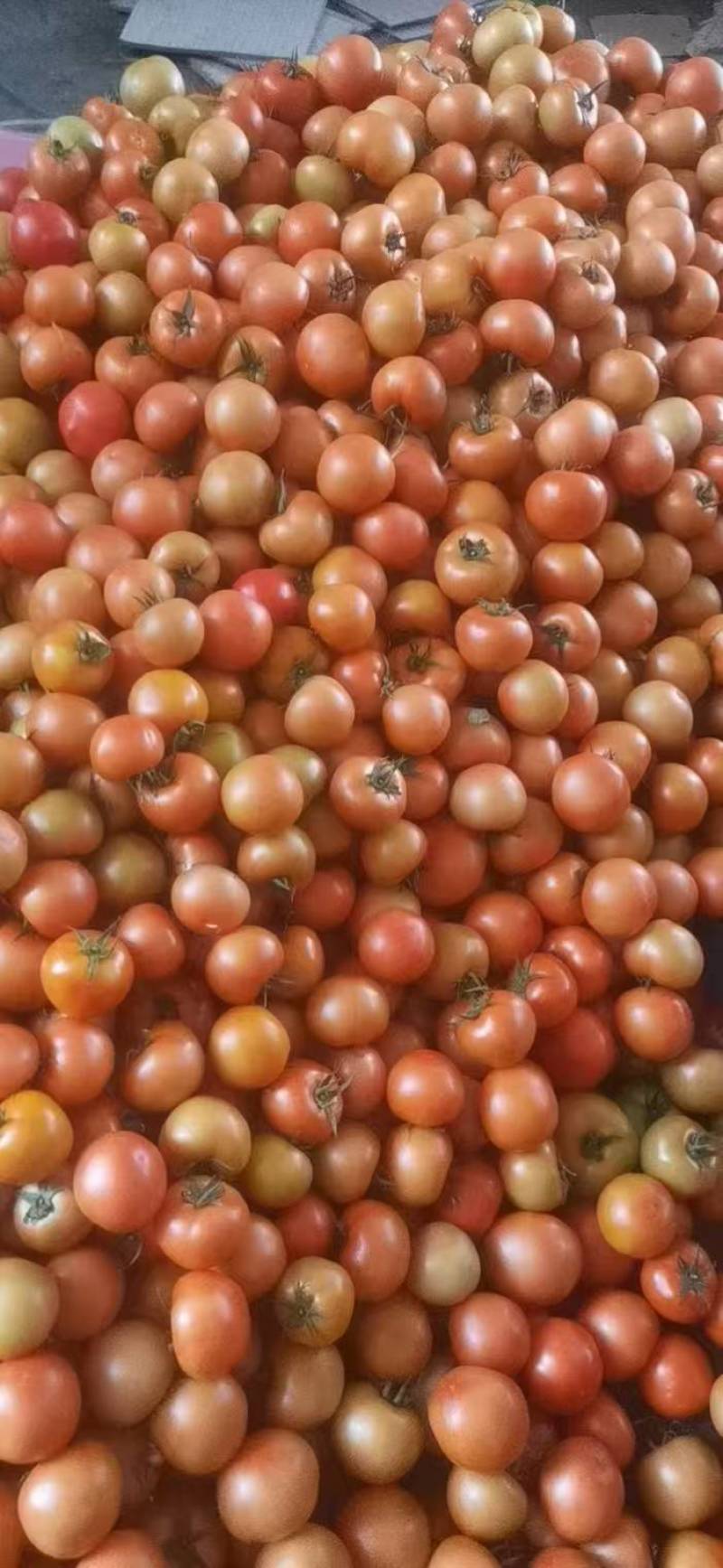 硬粉西红柿大红番茄大量上市