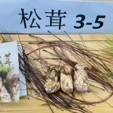 国家认证松茸之乡雅江县规格3-55-77-99-12