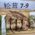 国家认证松茸之乡雅江县规格3-55-77-99-12