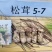 国家认证松茸之乡雅江县规格3-55-77-99-12