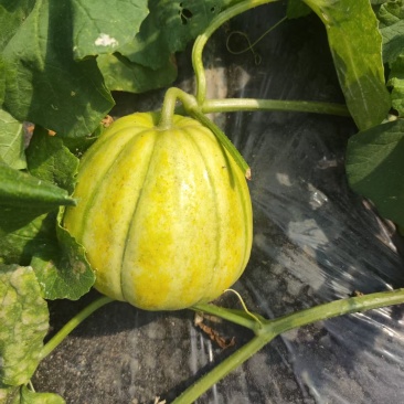 黄金蜜宝