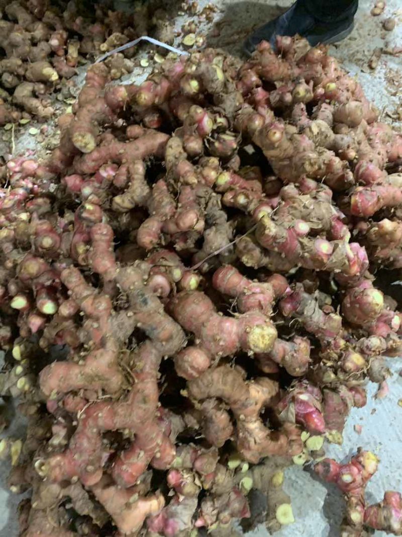 潮汕南姜红土山姜新鲜现挖