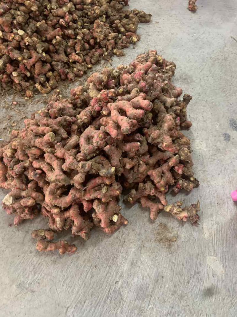 潮汕南姜红土山姜新鲜现挖