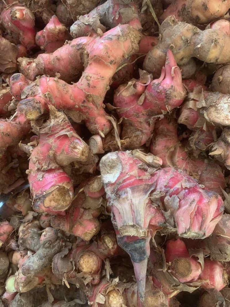 潮汕南姜红土山姜新鲜现挖
