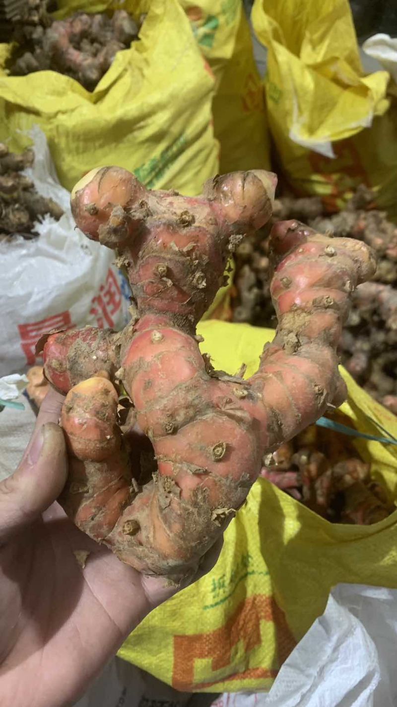 潮汕南姜红土山姜新鲜现挖