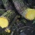 云南新鲜野生土黄莲