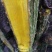 云南新鲜野生土黄莲