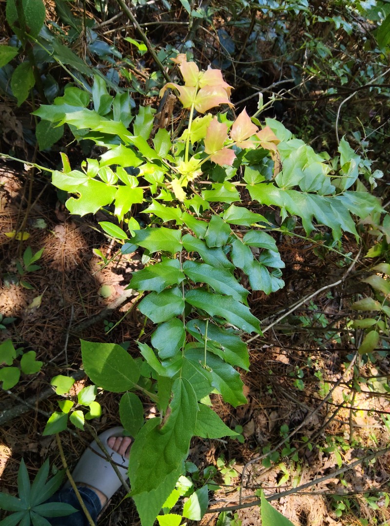 云南新鲜野生土黄莲