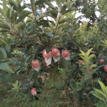 鲁丽，美八