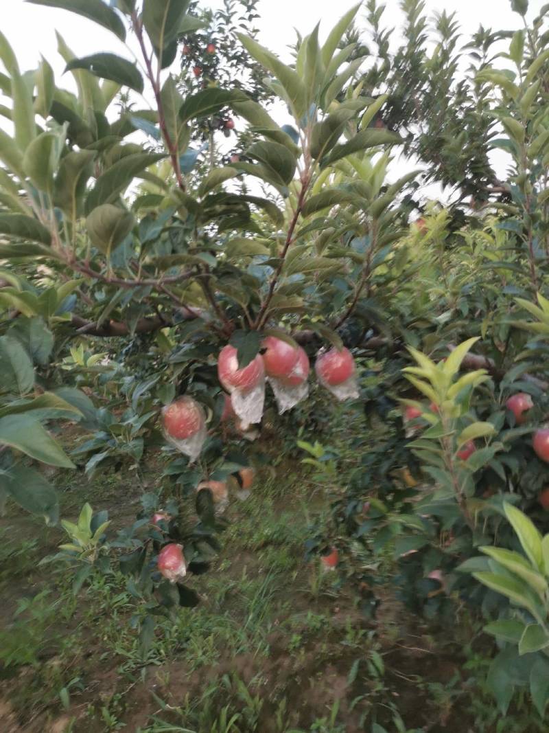 鲁丽，美八