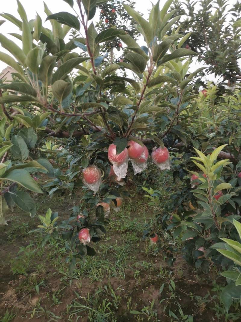 鲁丽，美八
