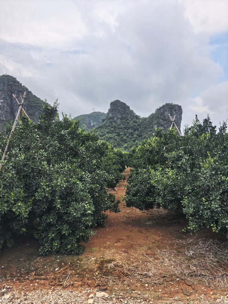 茶枝柑、小青柑、陈皮柑产地自产自销鲜果