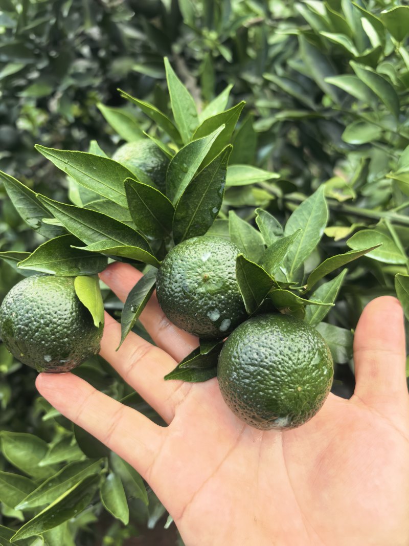 茶枝柑、小青柑、陈皮柑产地自产自销鲜果
