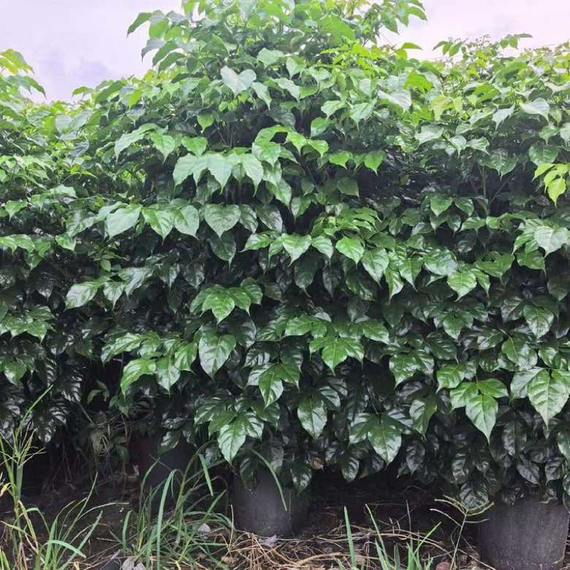 丛生幸福树1.1-1.2米