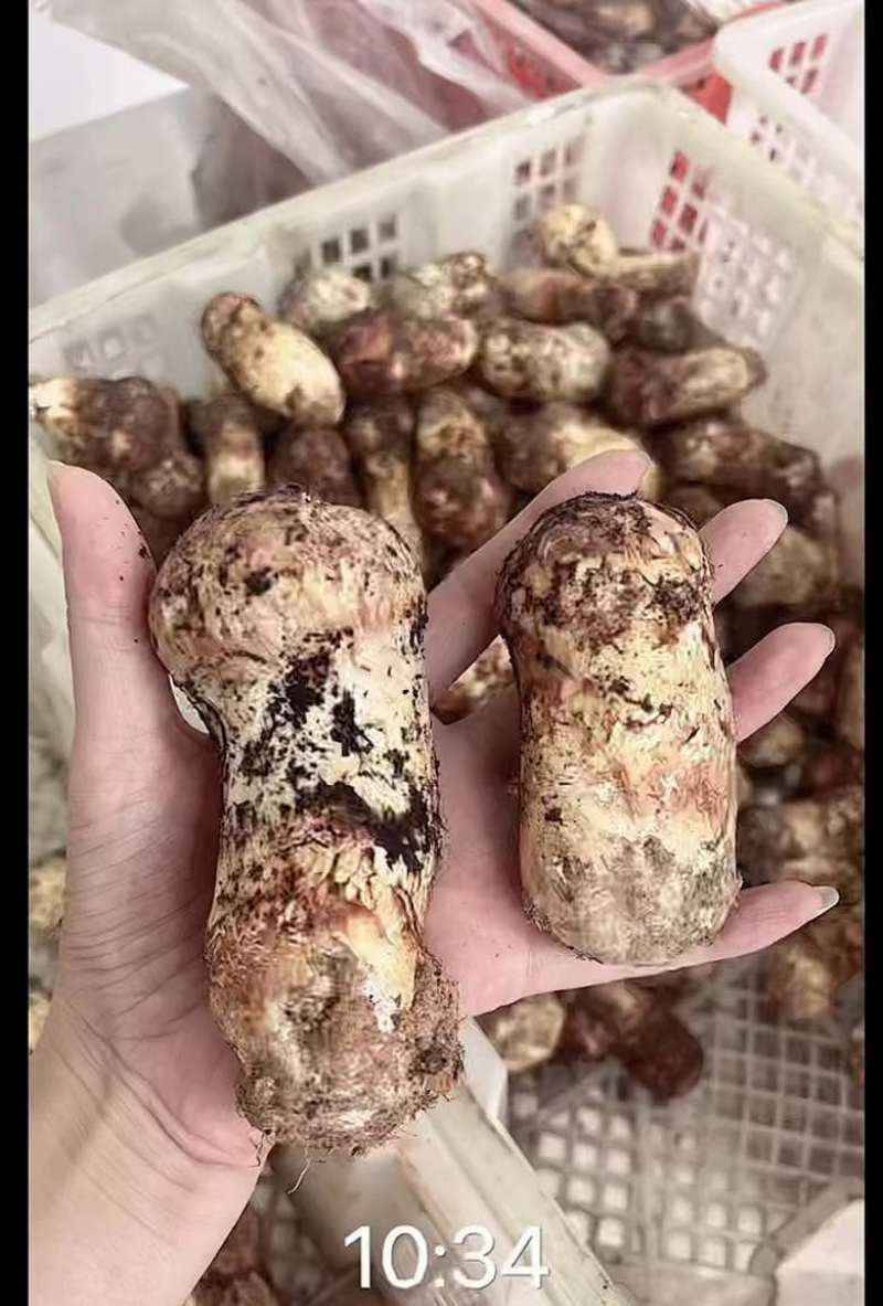 云南大理高山松茸（产地直销）