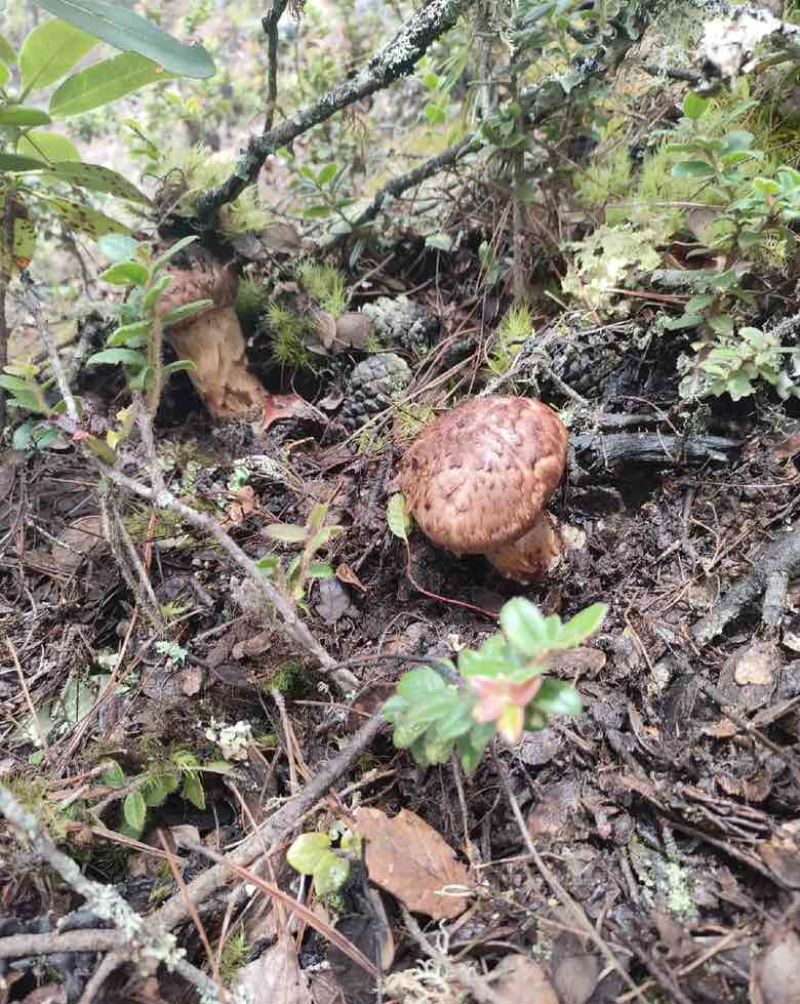 云南大理高山松茸（产地直销）