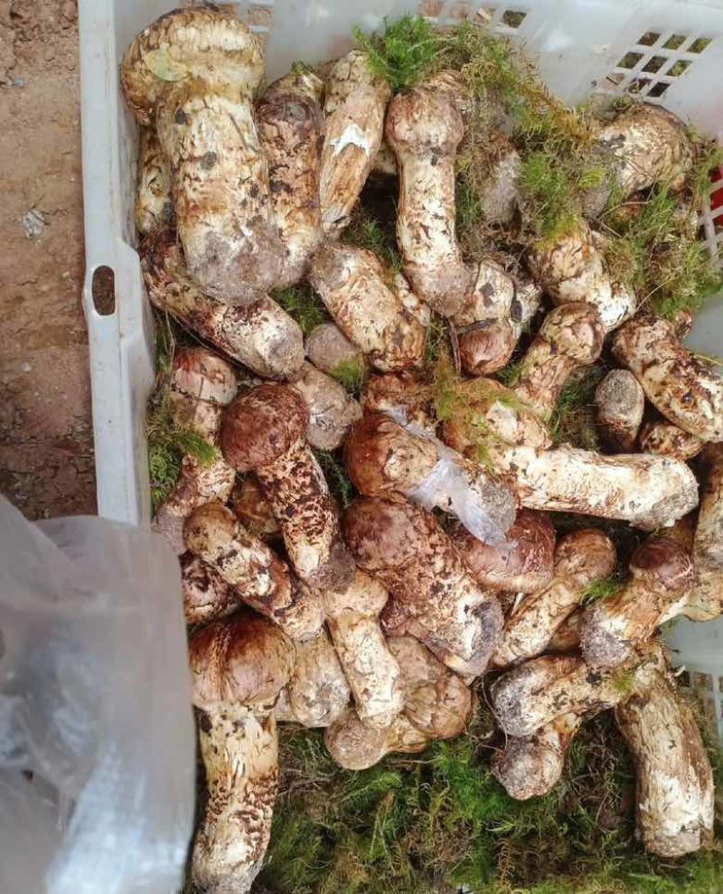云南大理高山松茸（产地直销）