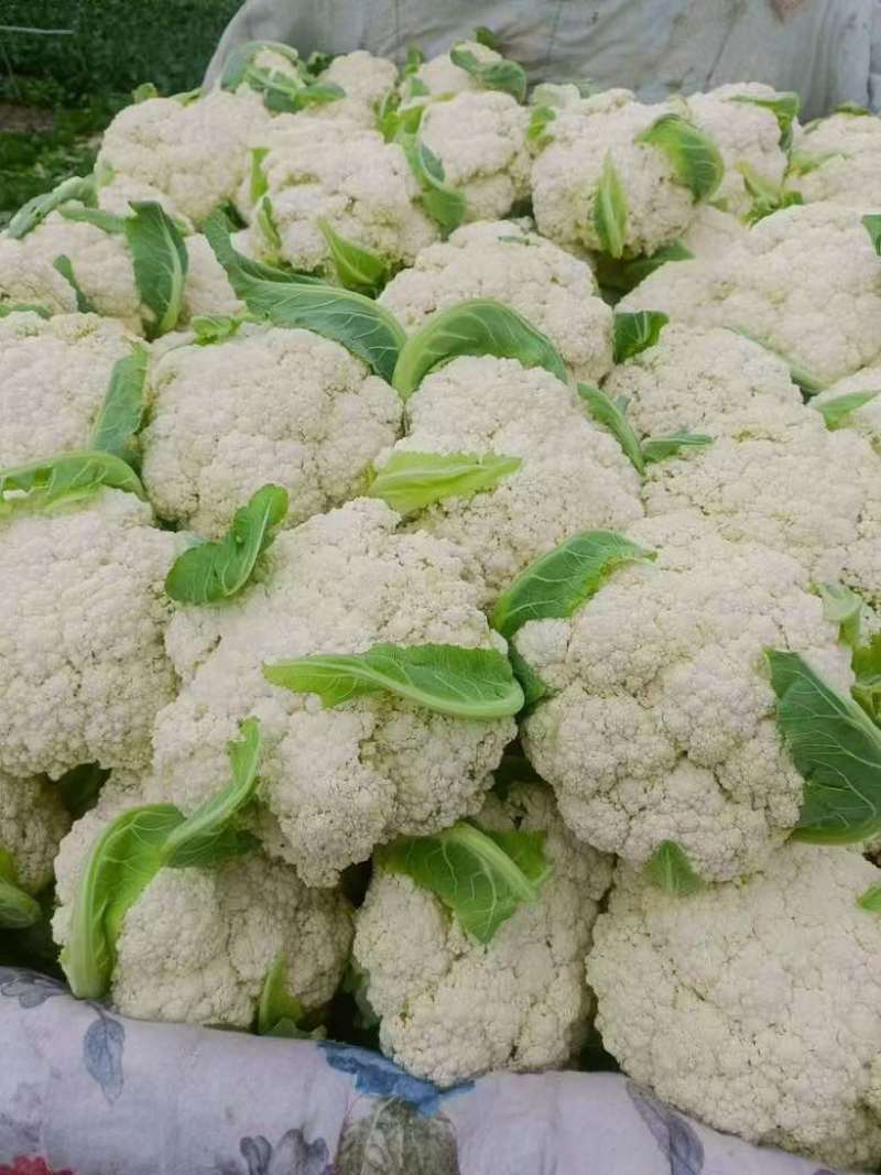 高原夏菜甘肃兰州定西松花菜