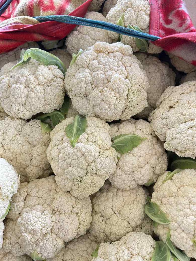 高原夏菜甘肃兰州定西松花菜