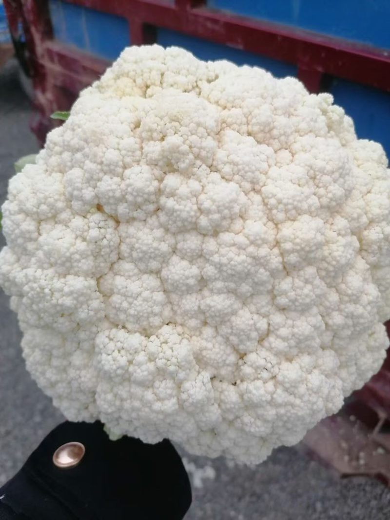 高原夏菜甘肃兰州定西松花菜