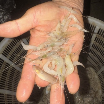 淡水湖白虾