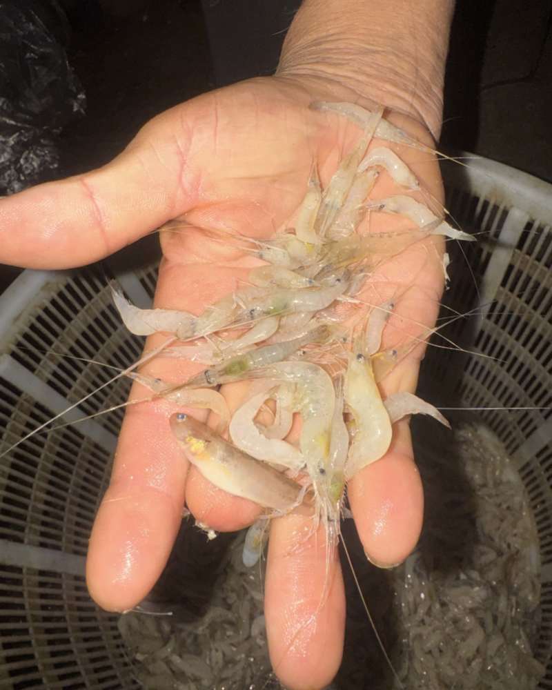 淡水湖白虾