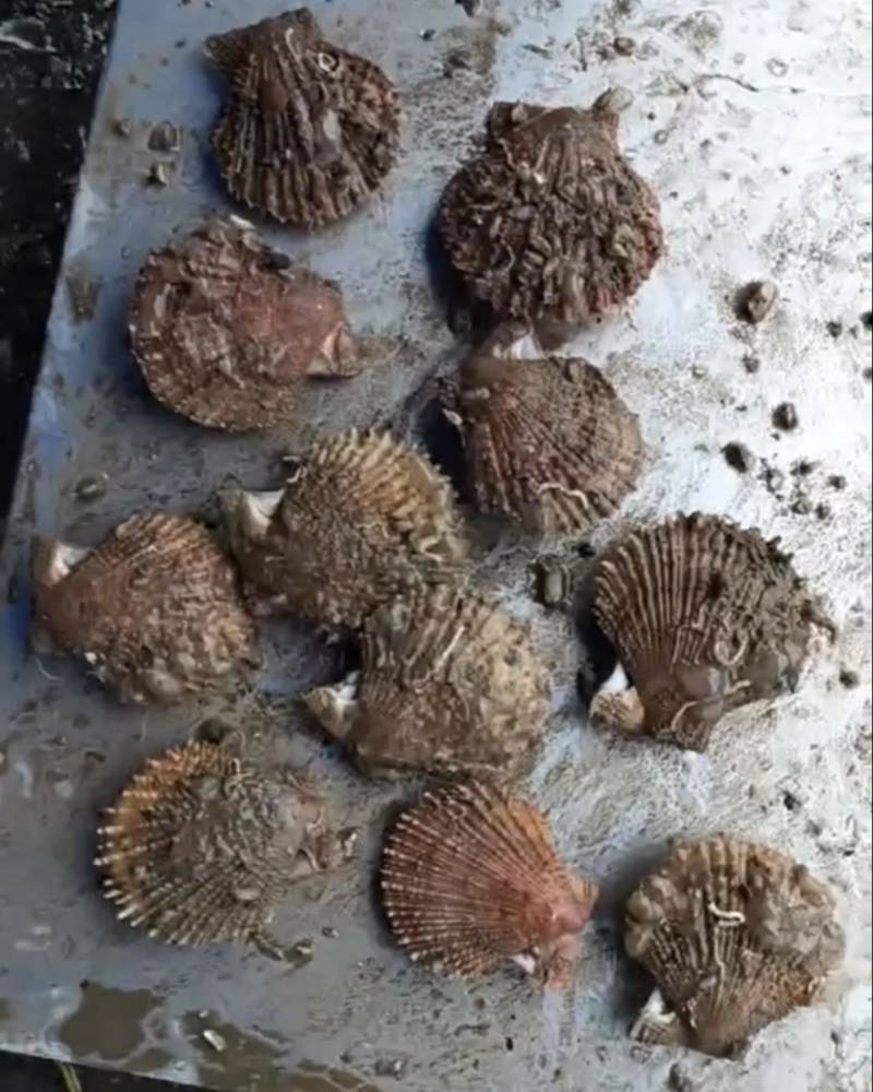 鲜活刺贝当天出货
