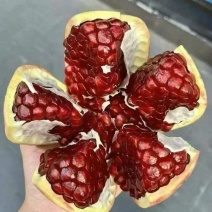 会理突尼斯软籽石榴