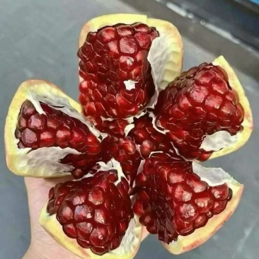 会理突尼斯软籽石榴