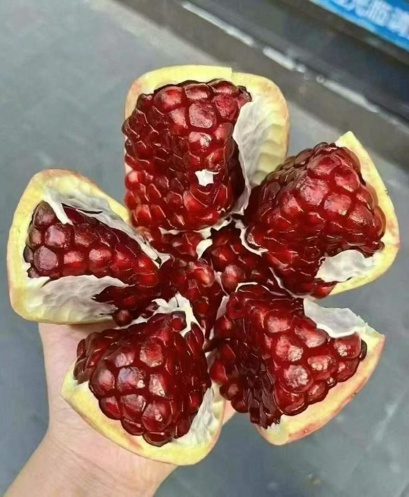 会理突尼斯软籽石榴