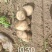 甘肃产地直批黄心土豆货源充足价格实惠长期稳定供货