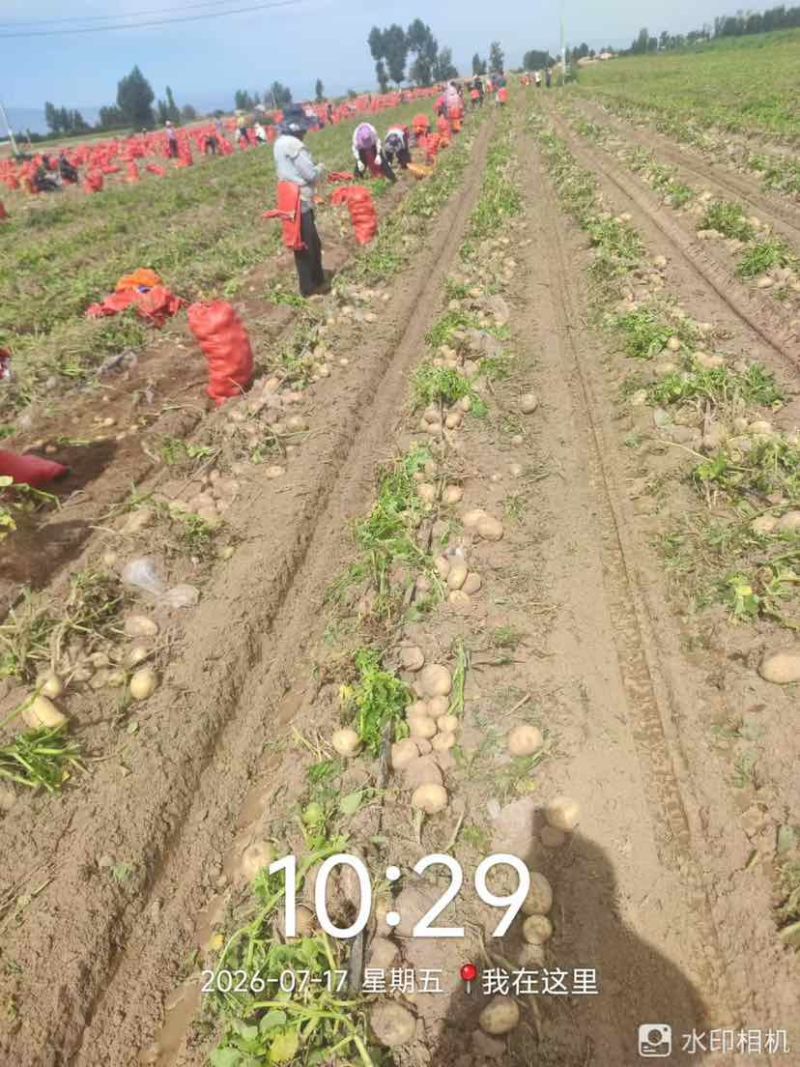 甘肃产地直批黄心土豆货源充足价格实惠长期稳定供货