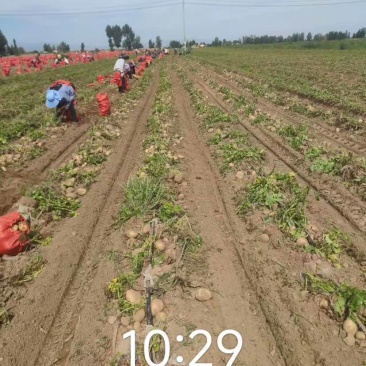 甘肃产地直批黄心土豆货源充足价格实惠长期稳定供货