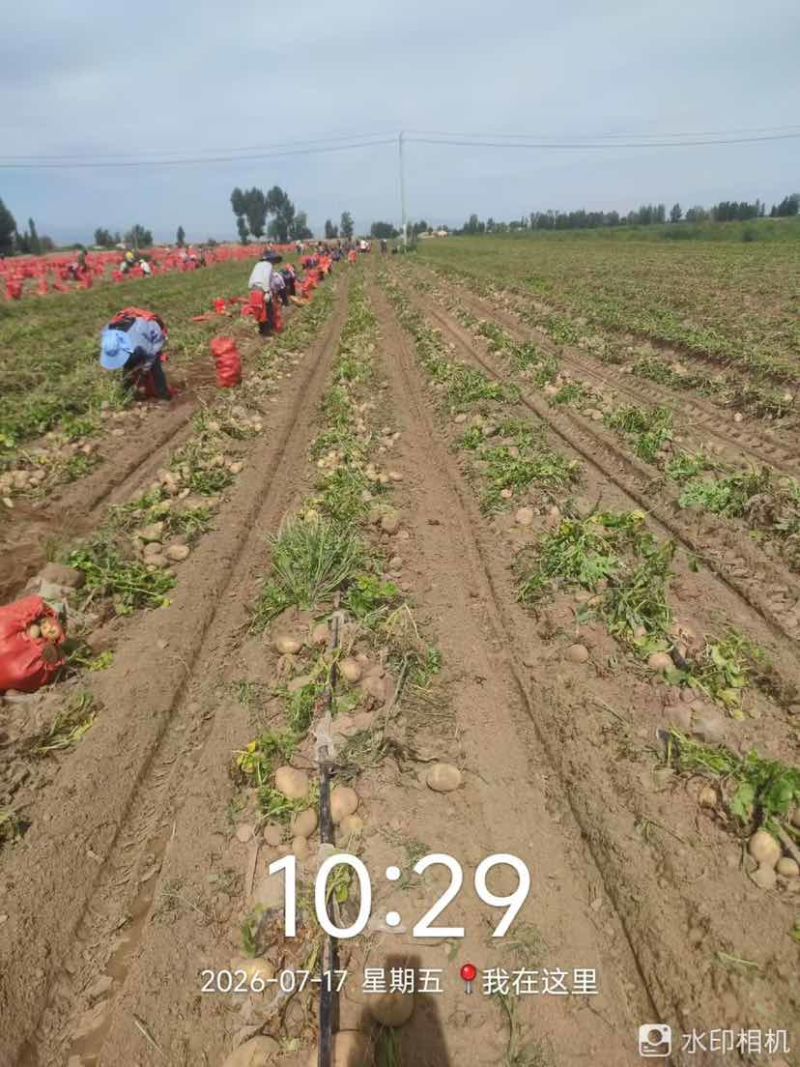 甘肃产地直批黄心土豆货源充足价格实惠长期稳定供货