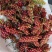 预售秦岭山里野生红五味子南五味子新鲜采摘