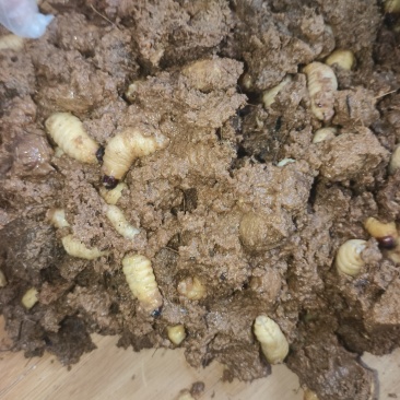 精品竹虫5克以上