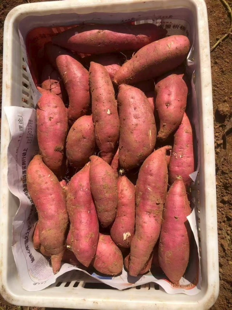 精品西瓜红红薯大量上市条形好口感甜颜色好皮毛干净需要请联系